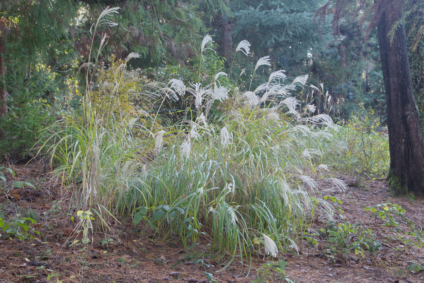 Image of genus Miscanthus specimen.