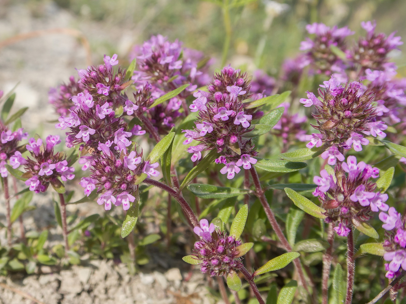 Изображение особи Thymus elenevskyi.