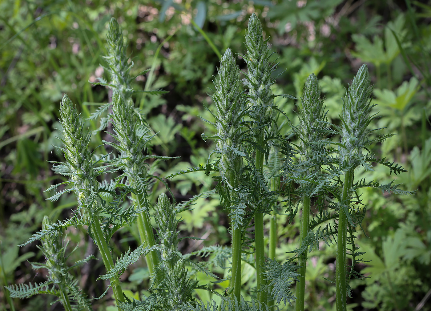 Image of Pedicularis uralensis specimen.