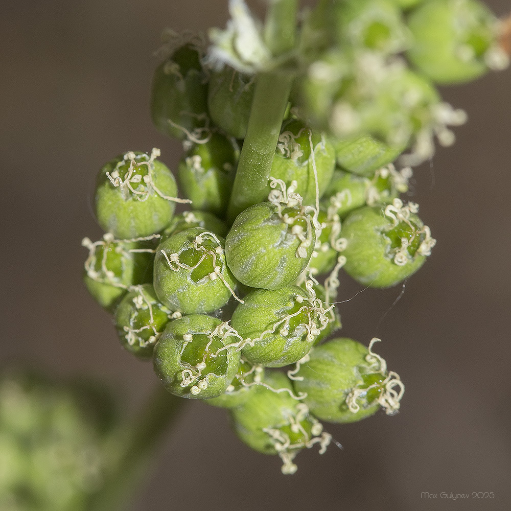 Image of Silene densiflora specimen.