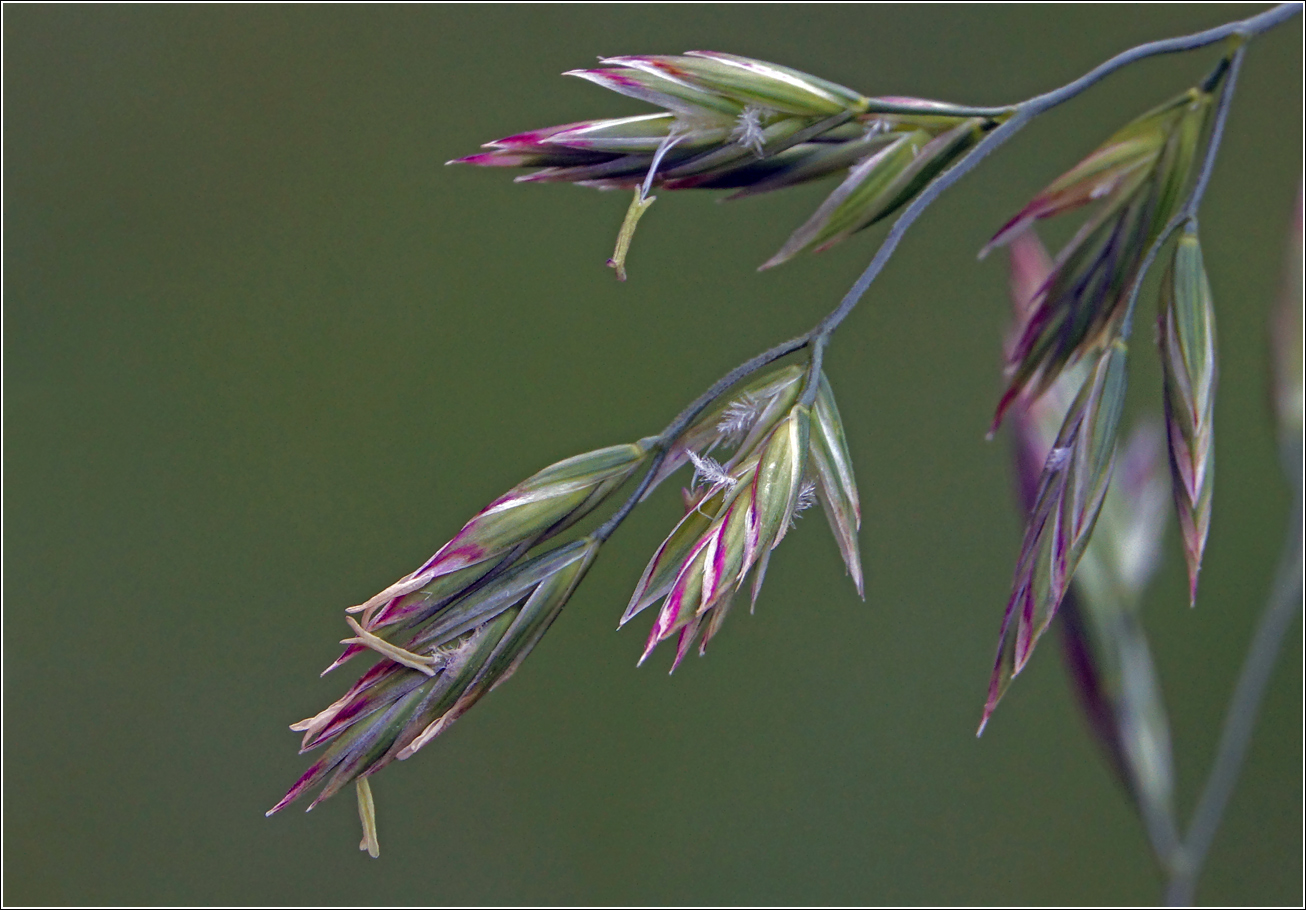 Изображение особи Festuca arundinacea.