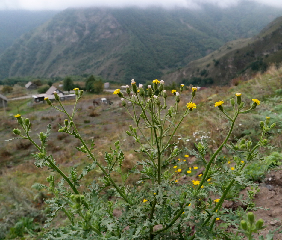 Image of Senecio calvertii specimen.