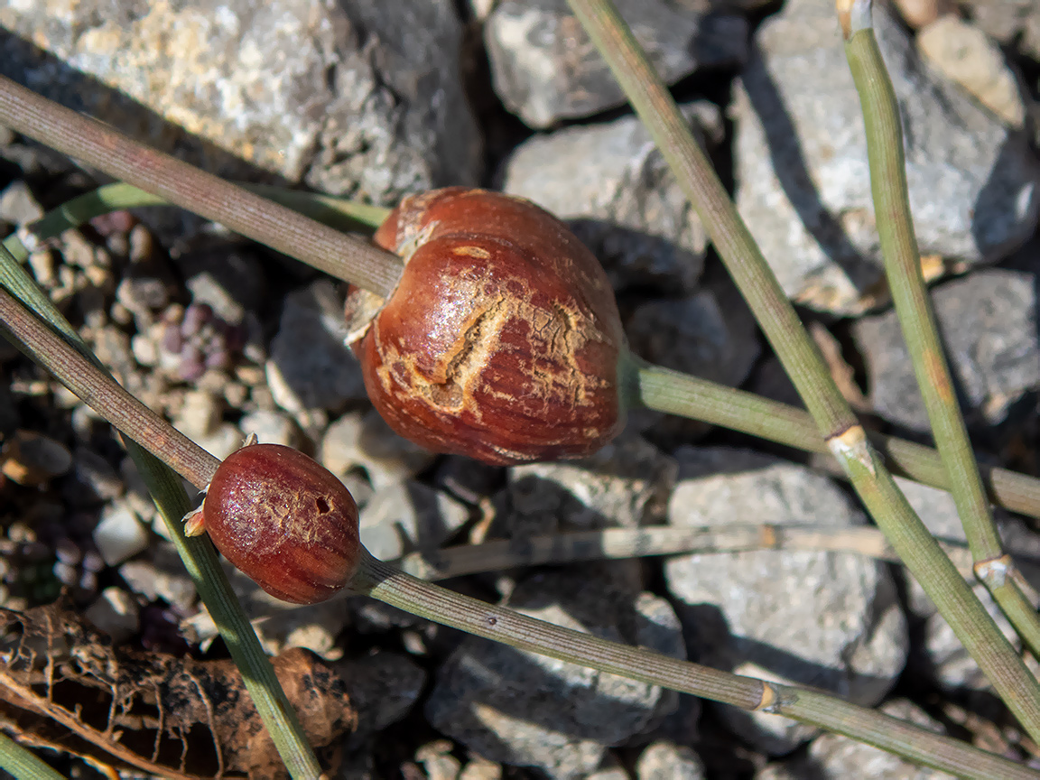 Image of Ephedra distachya specimen.