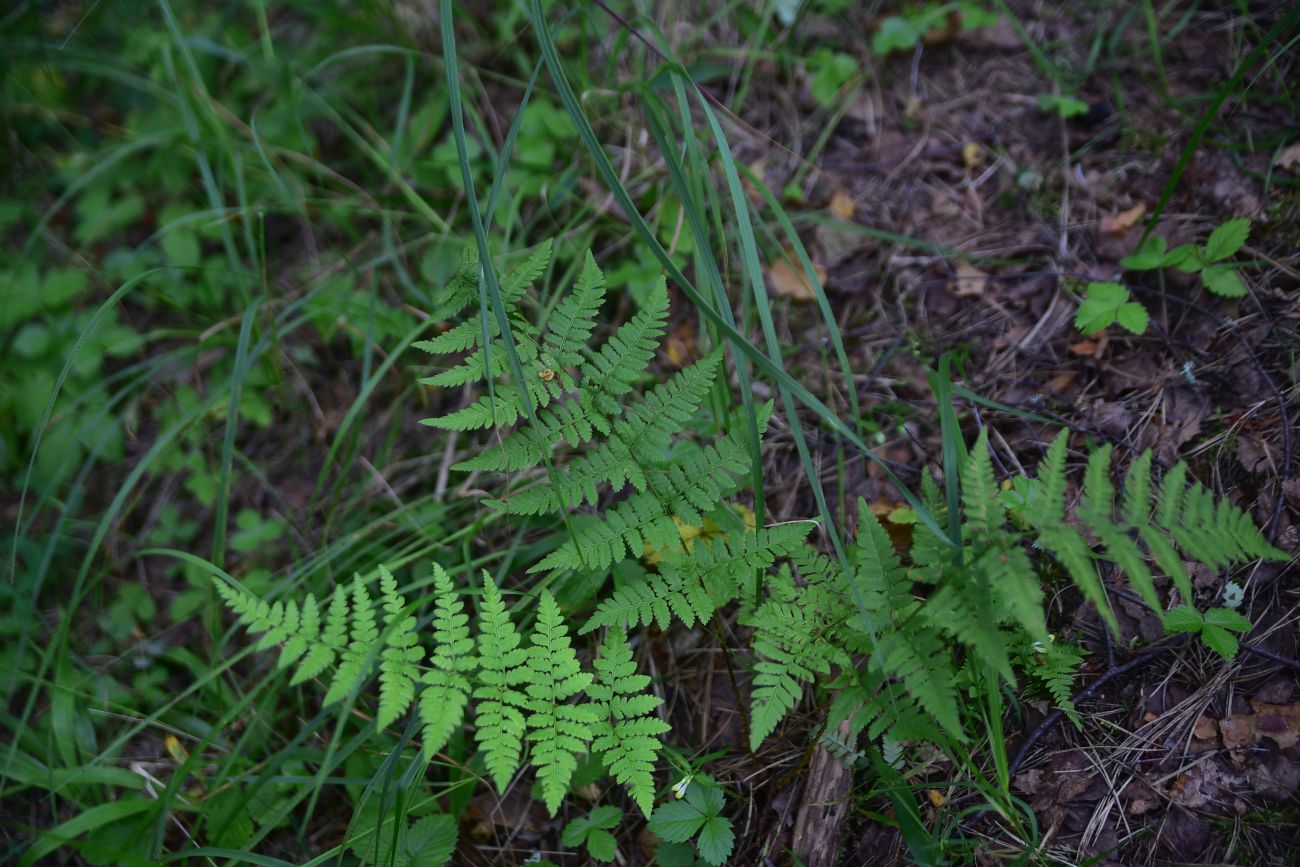 Image of Dryopteris carthusiana specimen.