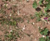 Vicia villosa. Цветущее растение. Израиль, г. Кирьят-Оно, обочина дороги. 19.02.2011.