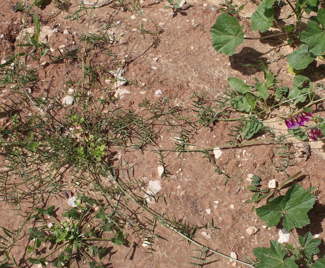 Изображение особи Vicia villosa.