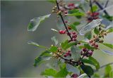 Frangula alnus. Часть ветви с неспелыми плодами. Московская обл., Раменский р-н, окр. дер. Хрипань, садовый участок. 15.07.2025.