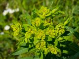 Euphorbia semivillosa. Соцветие с муравьями. Башкортостан, Кугарчинский р-н, окр. дер. Мурадымово, природный парк \"Мурадымовское ущелье\", разнотравный луг. 30 мая 2024 г.