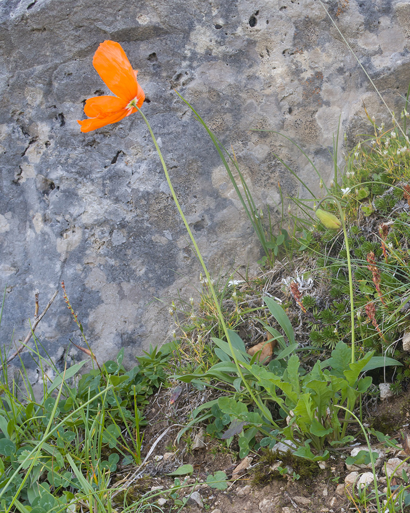 Изображение особи Papaver oreophilum.