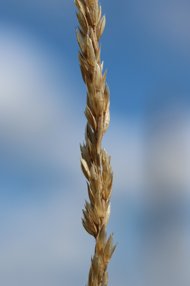 Image of Phleum phleoides specimen.