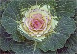 Brassica variety viridis