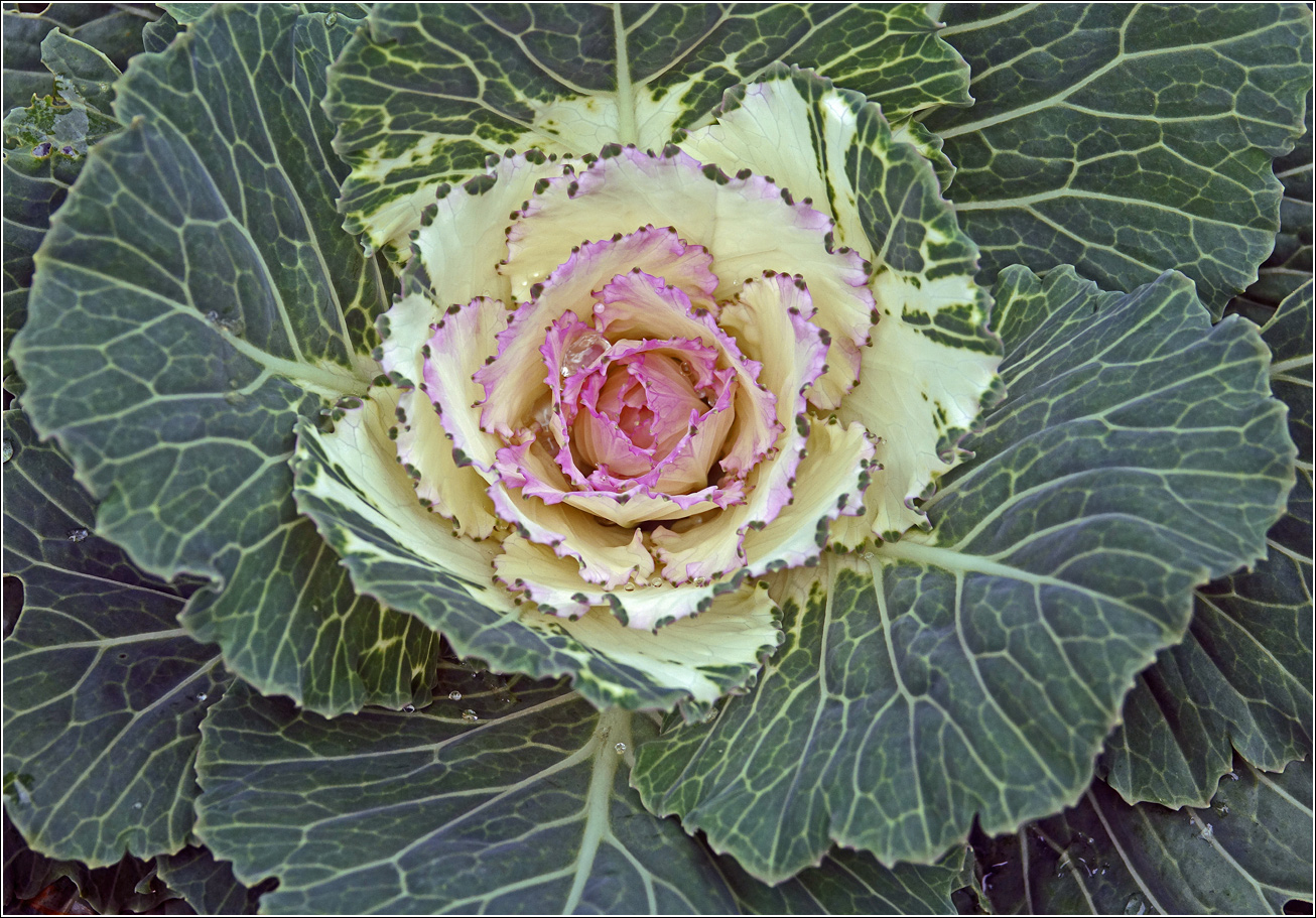 Image of Brassica oleracea var. viridis specimen.