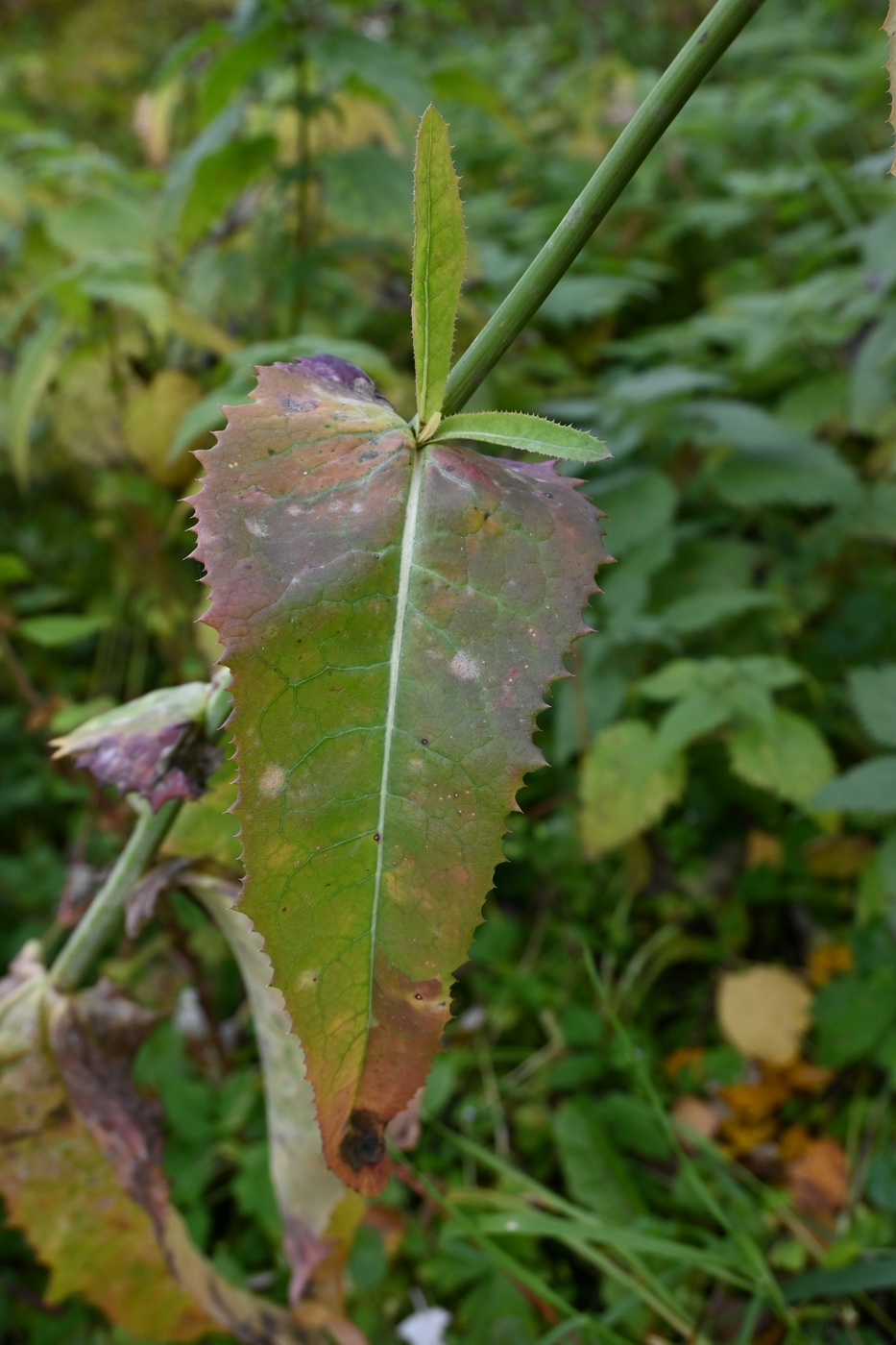 Image of Sonchus arvensis ssp. uliginosus specimen.
