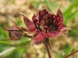 Comarum palustre