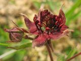 Comarum palustre. Часть соцветия с распустившимся цветком и бутоном. Нидерланды, провинция Drenthe, национальный парк Drentsche Aa, заказник Eexterveld, заболоченный луг. 31 мая 2008 г.