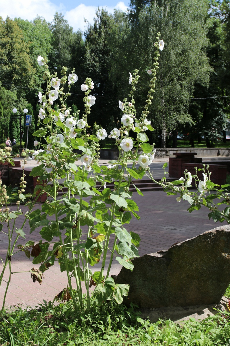 Изображение особи Alcea rosea.