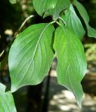 Cornus mas. Листья. Ставропольский край, Пятигорск, парк. Июль 2025 г.