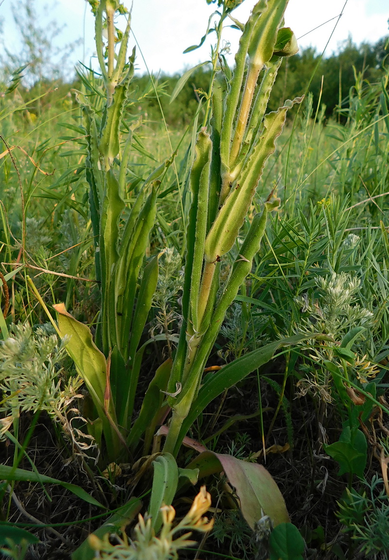 Image of Silene viscosa specimen.