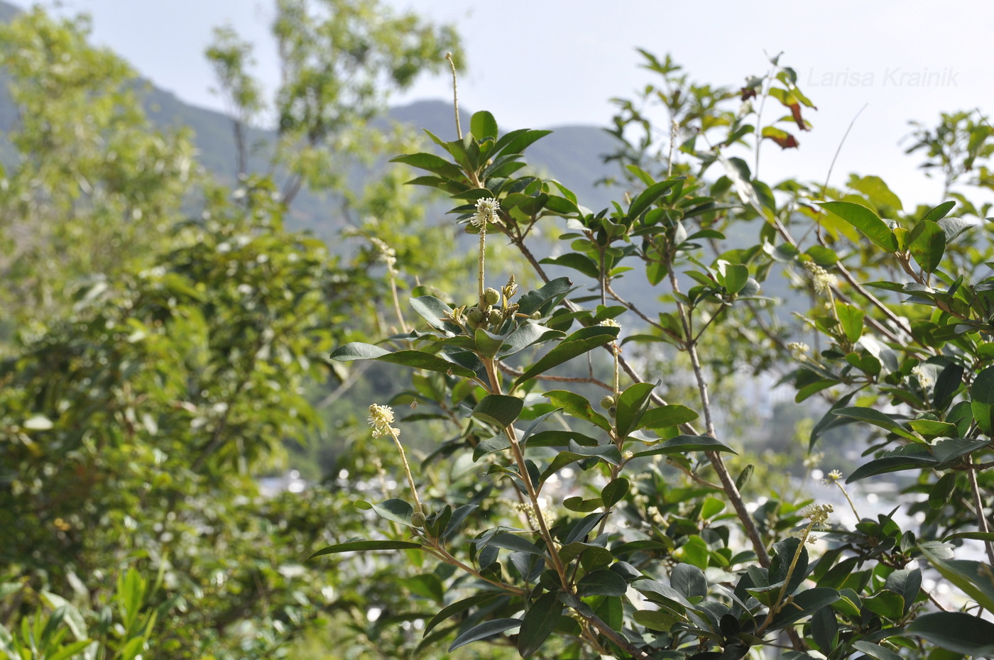 Image of Unknown species specimen.