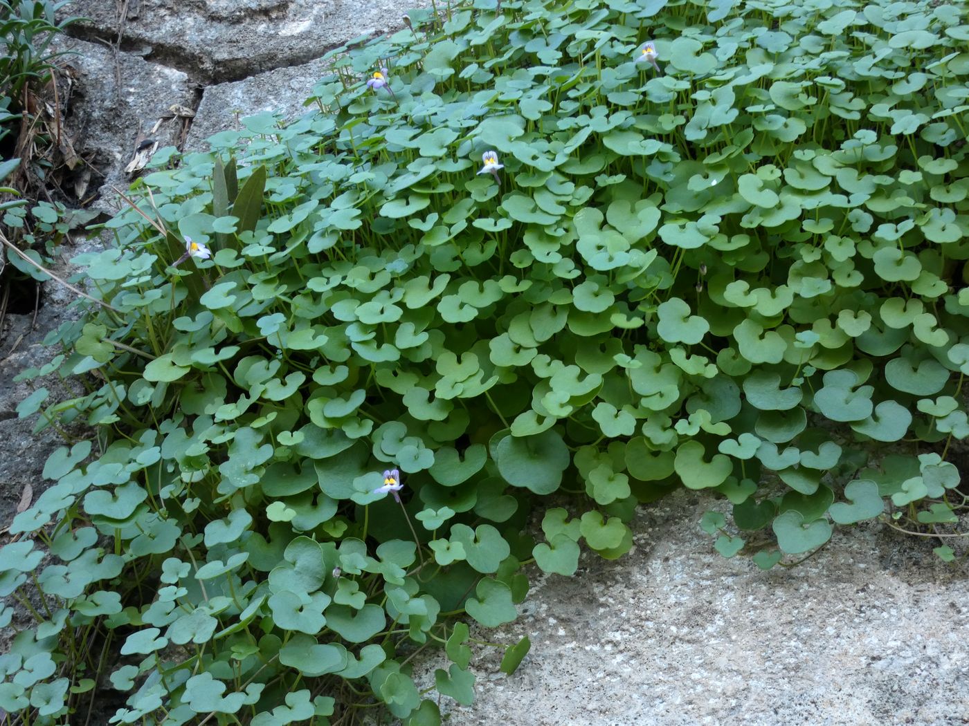 Изображение особи Asystasia gangetica ssp. micrantha.