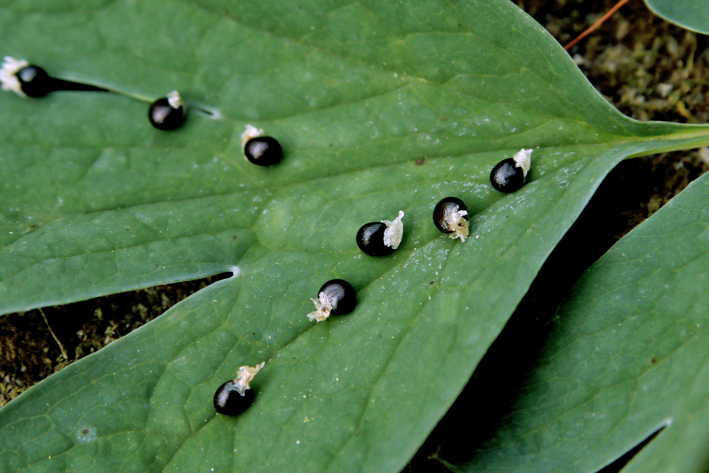 Image of Dicentra spectabilis specimen.