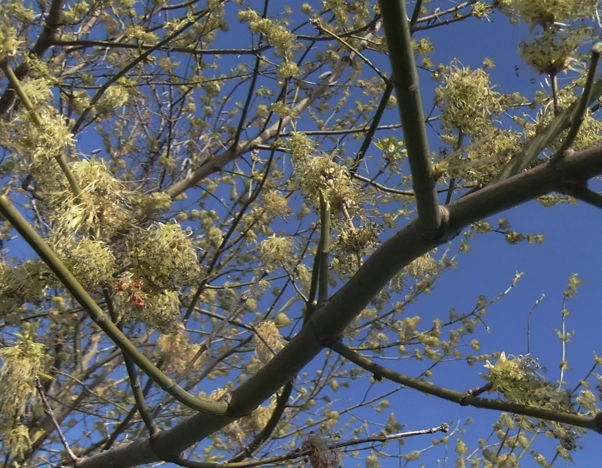 Image of Acer negundo specimen.