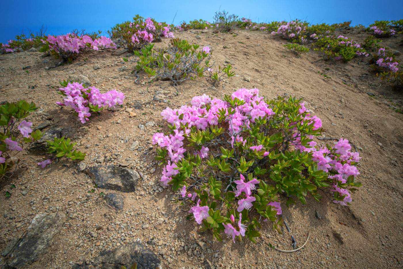 Изображение особи Rhododendron schlippenbachii.