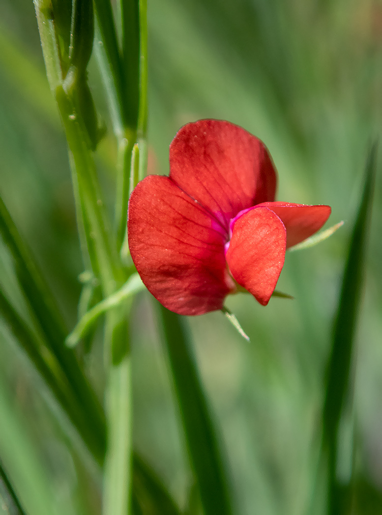 Image of Lathyrus sphaericus specimen.