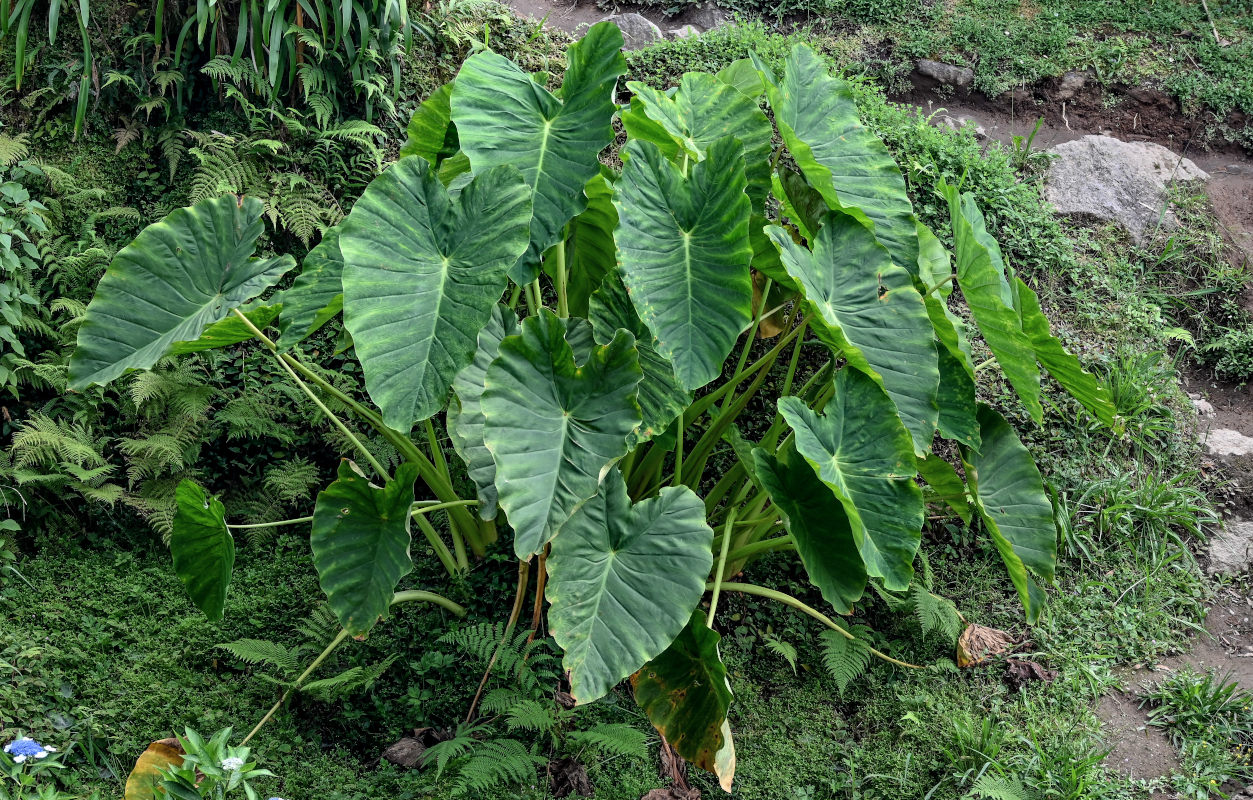 Изображение особи Colocasia esculenta.