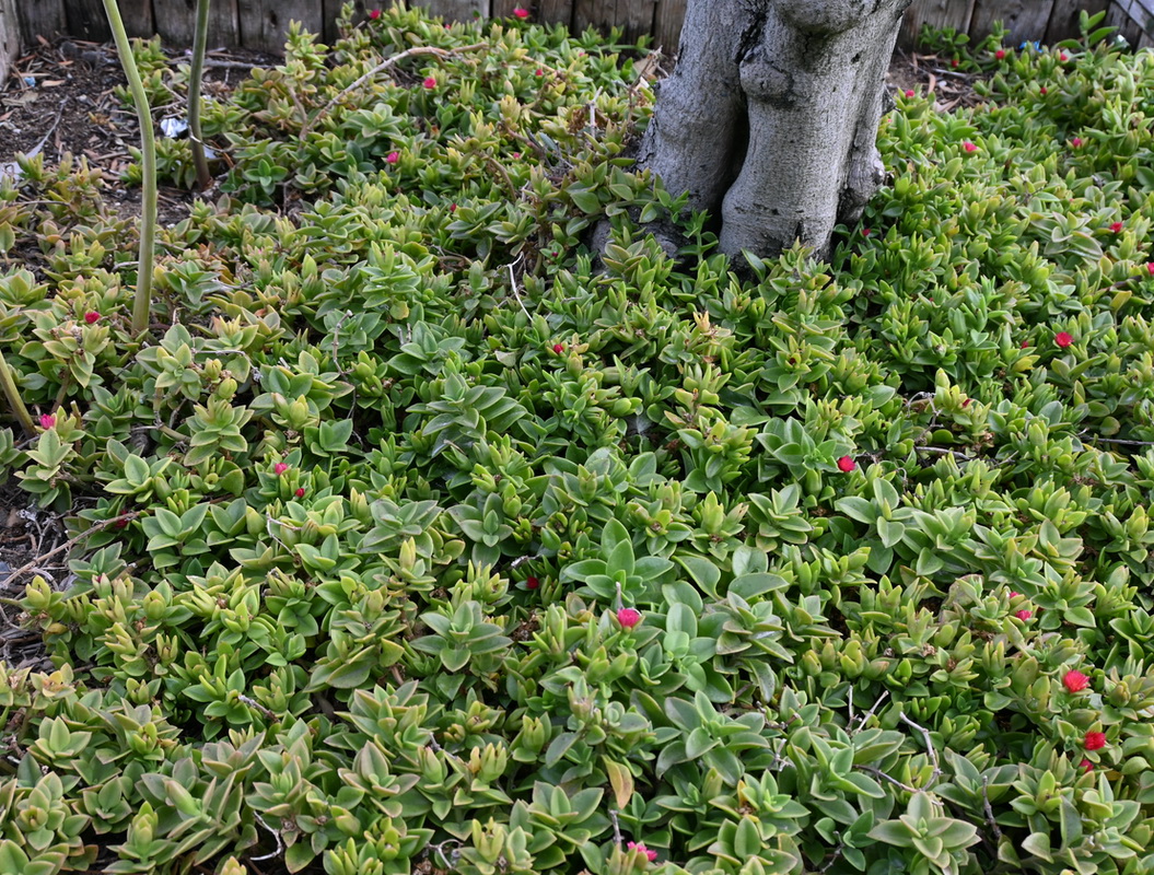 Image of genus Aptenia specimen.