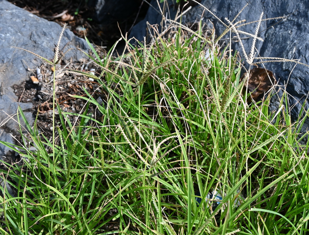 Изображение особи семейство Poaceae.