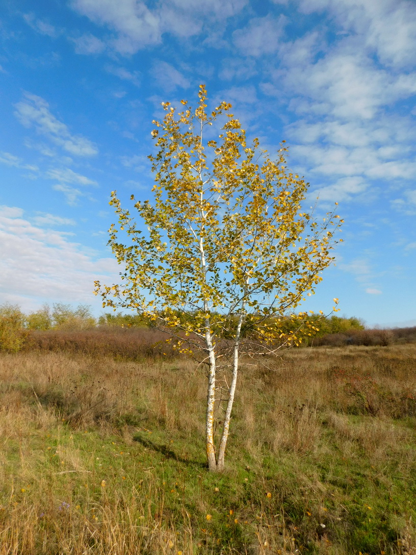 Image of Populus tremula specimen.
