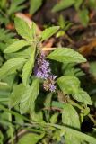 Mentha arvensis