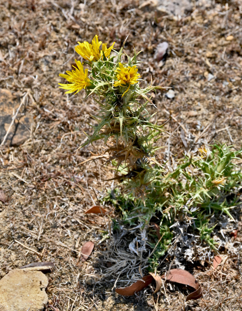 Изображение особи Scolymus hispanicus.