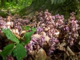 Изображение особи. Автор - Наталия Панкова