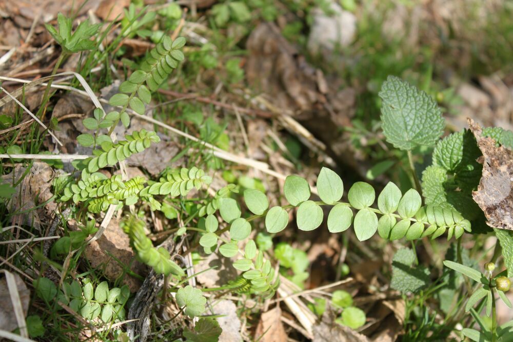 Image of Polemonium caeruleum specimen.