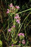 Centaurium erythraea. Общее соцветие. Краснодарский край, окр. г. Адлер, щебнистый склон, обочина дороги, вырубка под ЛЭП. 03.07.2024.
