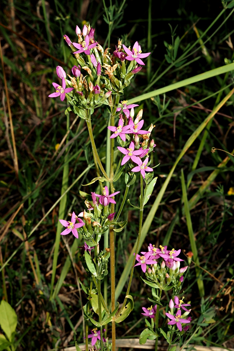 Image of Centaurium erythraea specimen.