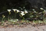 Convolvulus scammonia