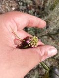 Allium cretaceum. Верхушка побега с соцветием. Казахстан, Актюбинская обл., г. Актобе, окр. жилого массива \"Акжар\", пологий склон холма западной экспозиции, сухая ковыльно-полынная степь на щебнистых каштановых почвах. 02.07.2026.