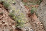 Ferula transiliensis. Цветущие растения. Кыргызстан, Нарынская обл., Ак-Талинский р-н, хр. Джамантау; ≈ 2700 м н.у.м., конгломератные осыпи адыров. 11.07.2026.