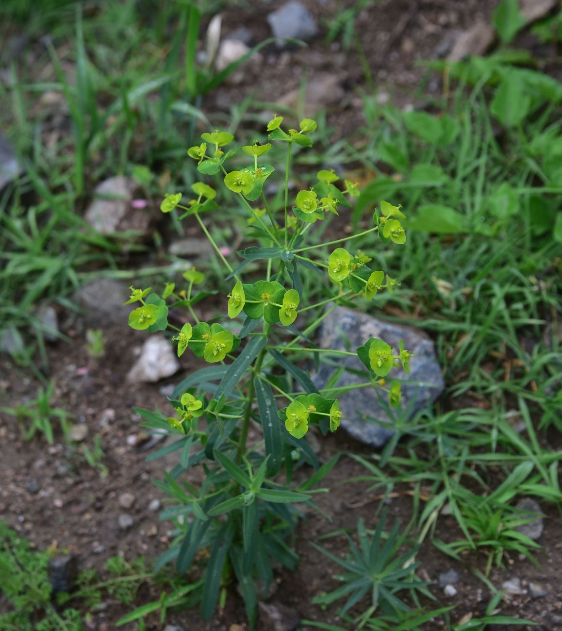 Image of genus Euphorbia specimen.