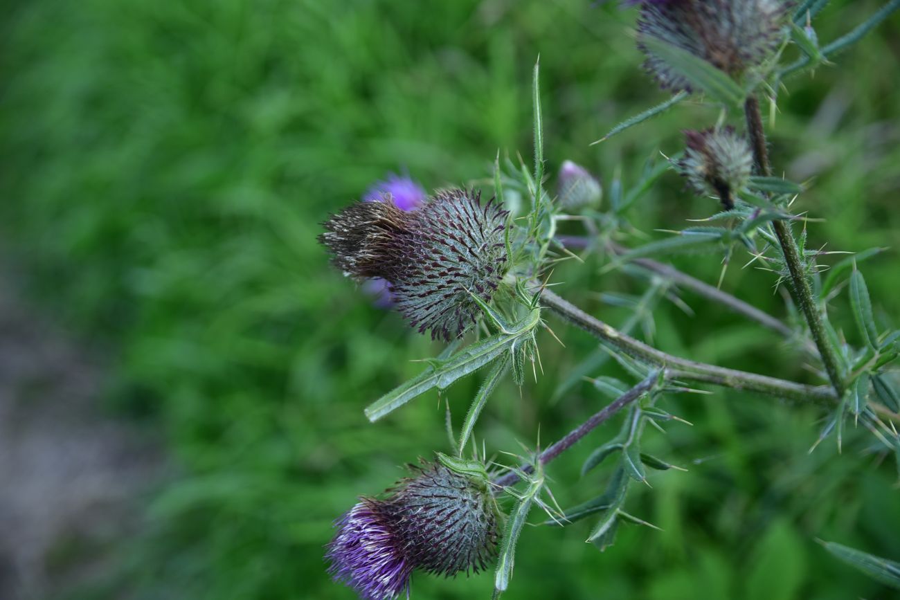 Изображение особи Cirsium polonicum.