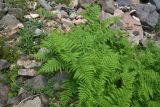 род Pteridium. Растения с развивающимися вайями. Турция, ил Артвин, окр. дер. Кашикли 400 м ниже моста через р. Корпусу, левый борт долины, каменистый берег ручья. 12 июня 2026 г.