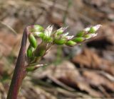 Hierochloe arctica