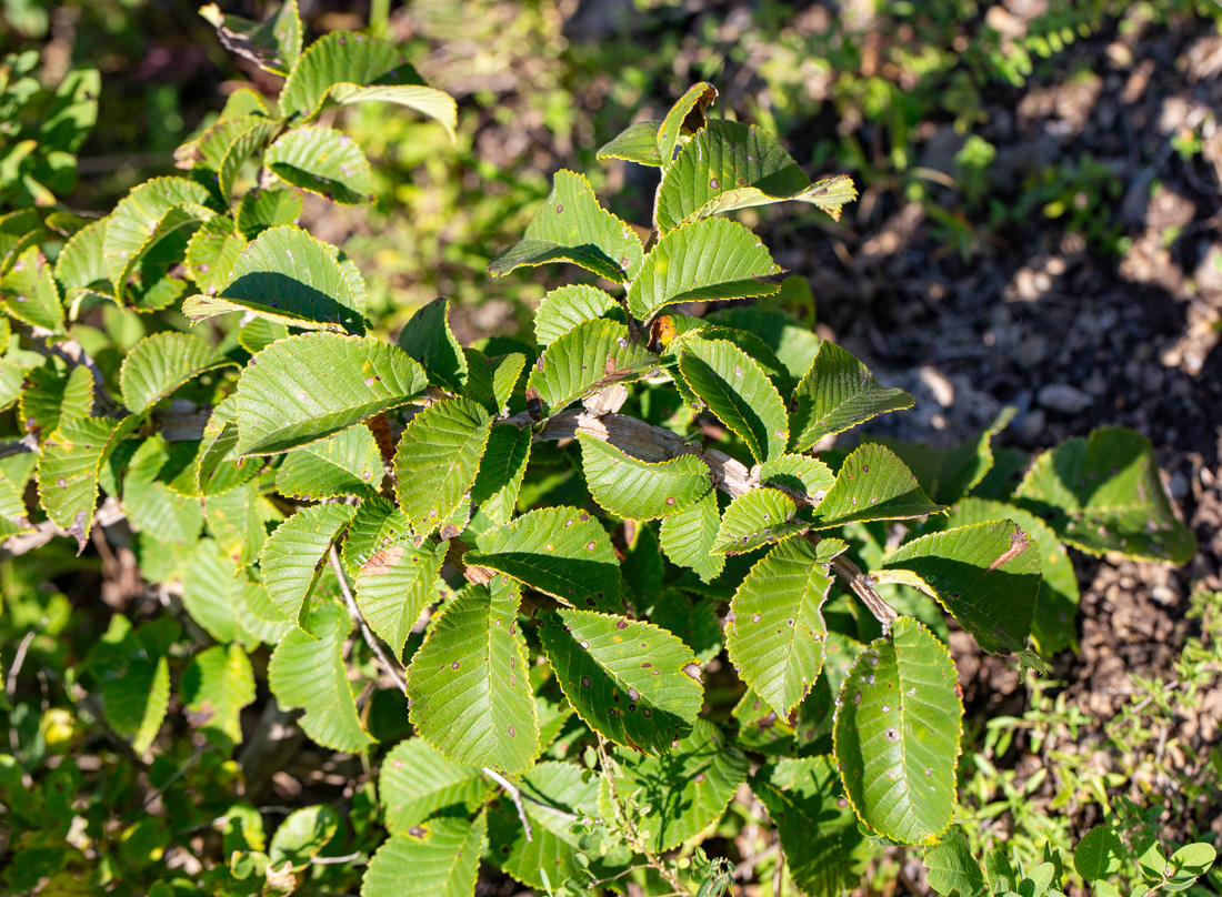 Image of Ulmus macrocarpa specimen.