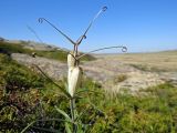 Fritillaria leucantha. Верхушка цветущего растения. Казахстан, Восточно-Казахстанская обл., Уланский р-н, Калбинский хр., массив Айыртау, кустарниковая степь. 26.04.2025.