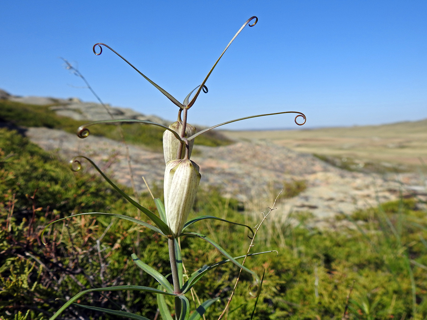 Image of Fritillaria leucantha specimen.
