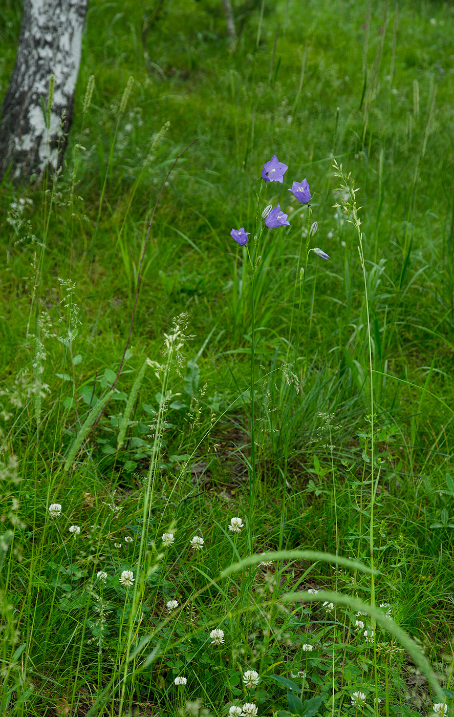Image of Campanula persicifolia specimen.