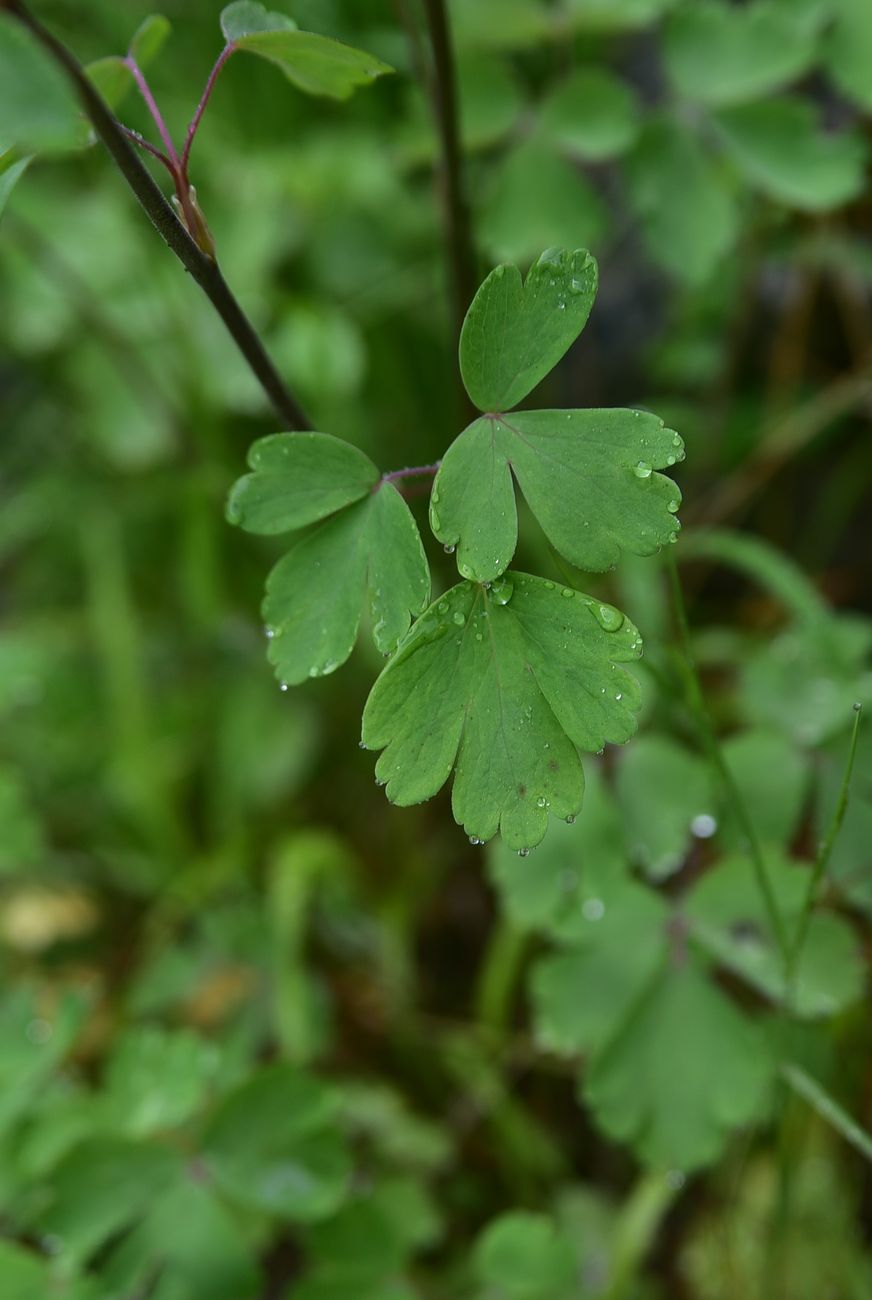 Image of Aquilegia olympica specimen.